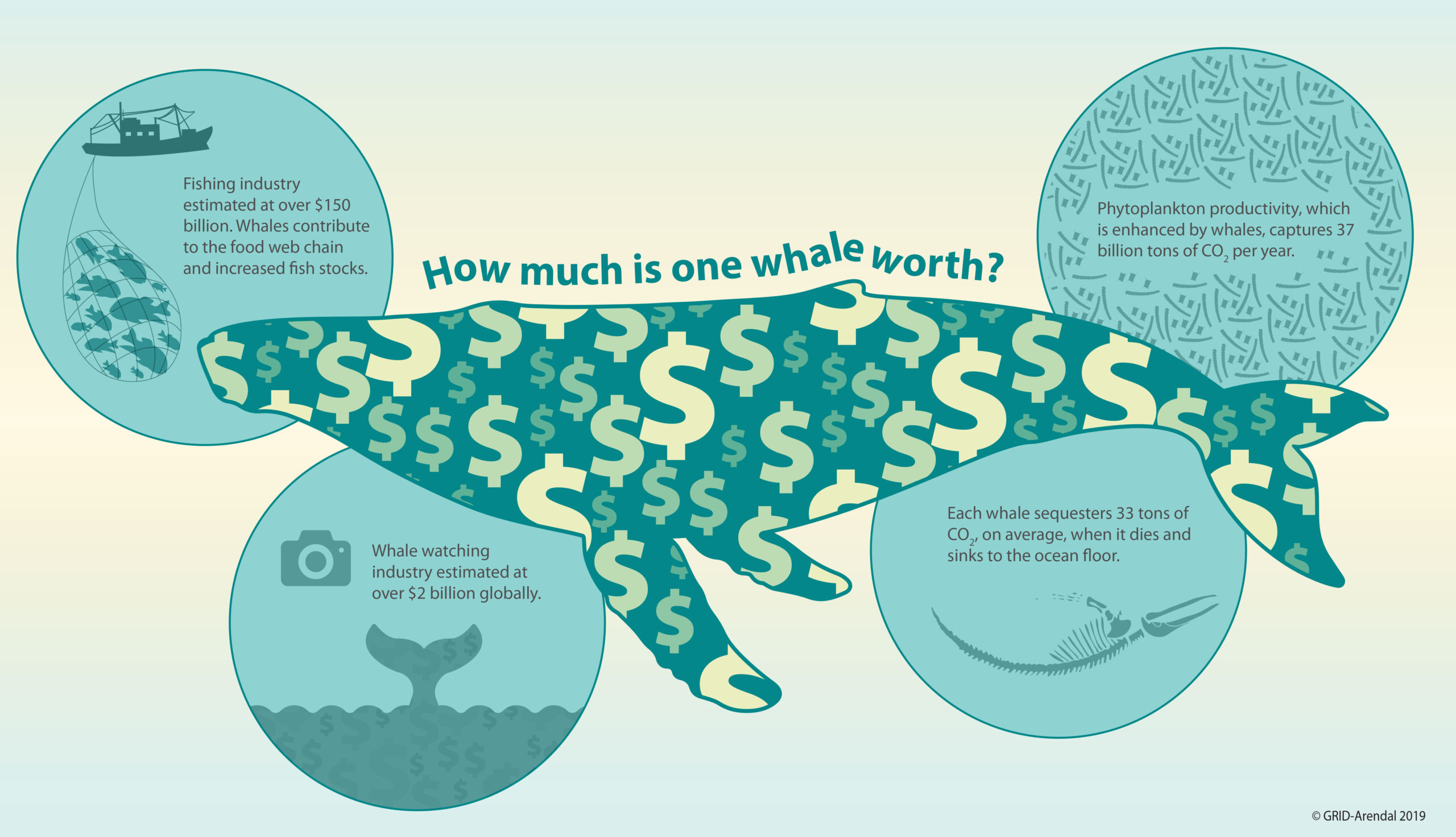 how-much-is-a-whale-worth
