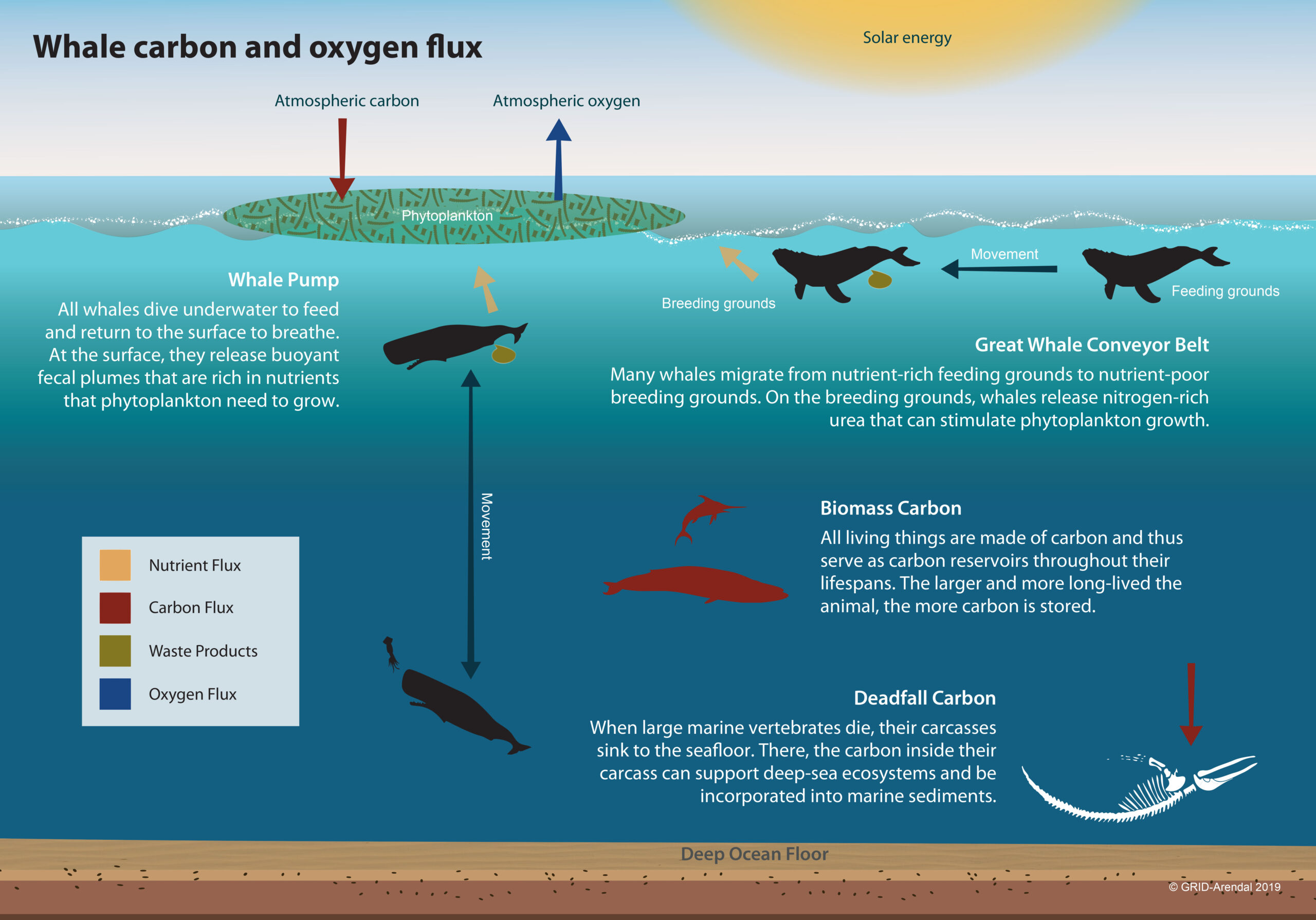 Why Whales Are Important For Carbon Sequestration - Foresight