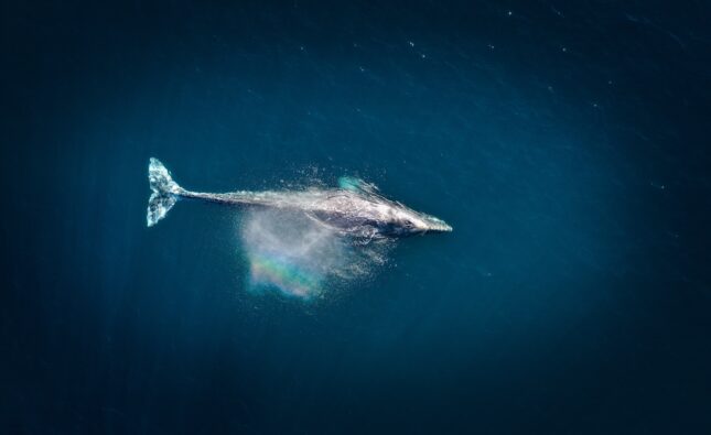 whales-carbon-sequestration