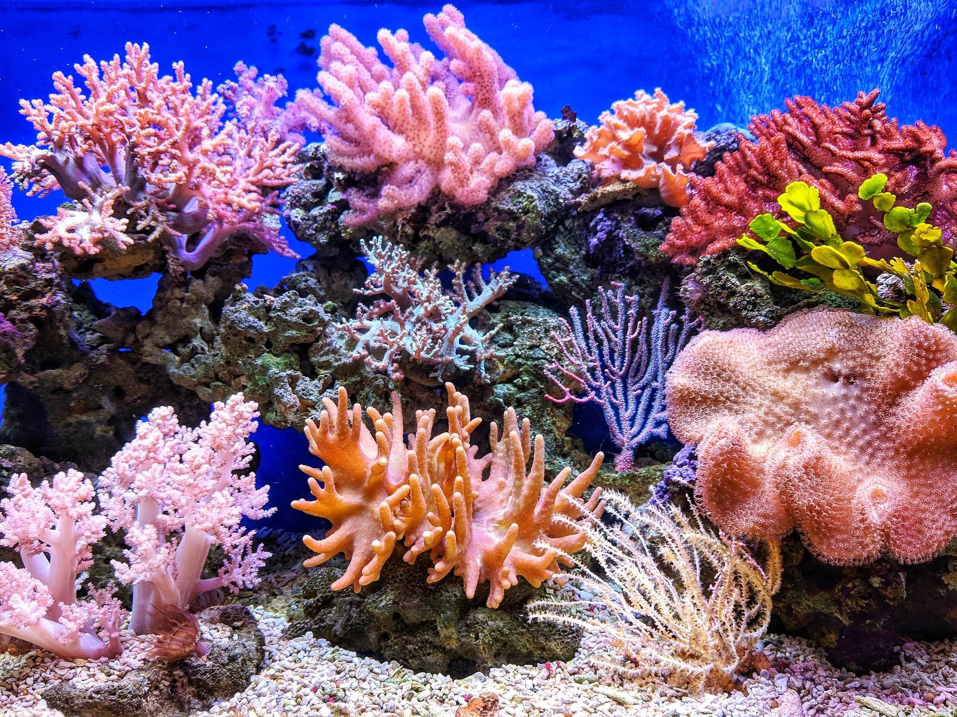 coral reef juli berwald