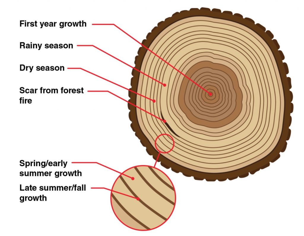 dendrochronology