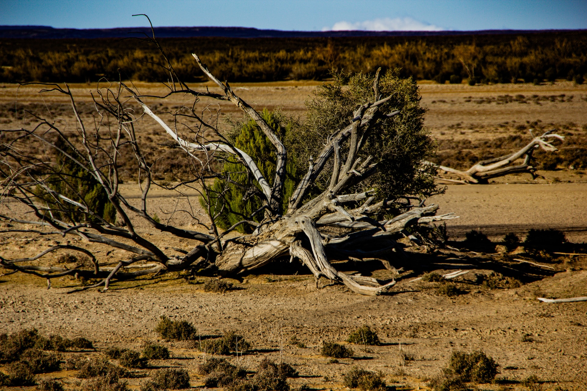 dry tree on dry land
