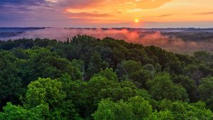 Forest and horizon