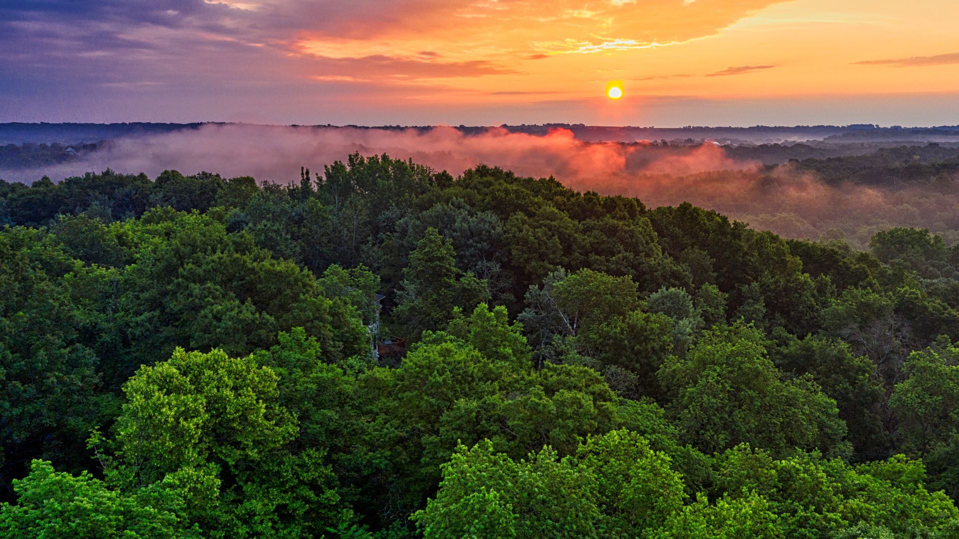 Forest and horizon